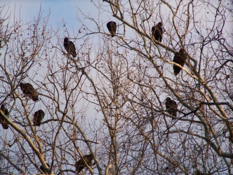 print a poster - Birds In Tree - Come2Meeting.jpg