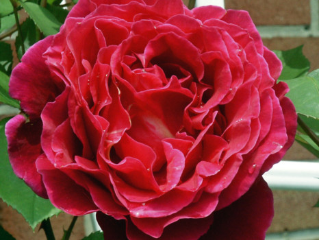 print a poster - Flower - Frose_2.jpg