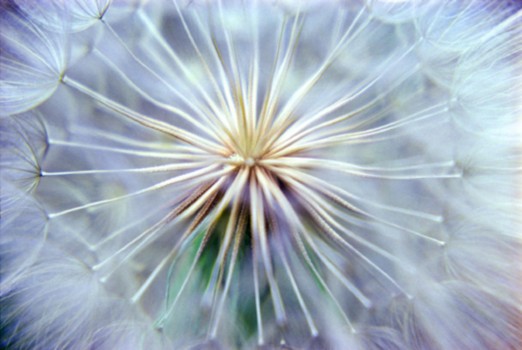 print a poster - Dandelion - dandelion.jpg