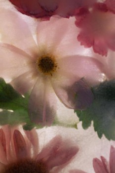 print a poster - Flowers - pink_flower.jpg