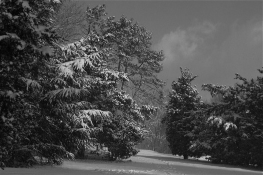 posterbrain - Trees - IMGP0680.JPG.jpg