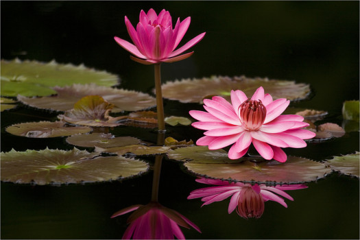 poster size prints - Water Lilies - Water_Lilly2.jpg