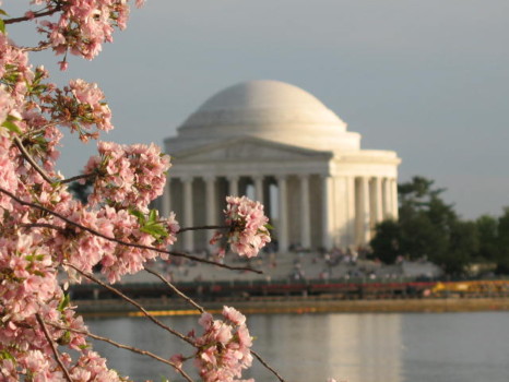 print a poster - Pink Blossom Tre - blossoms0015.jpg