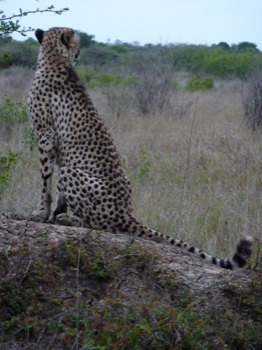 large - Cheetah - P1000733.jpg
