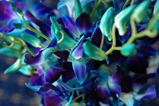 poster brain -  - orchid1JPG.jpg