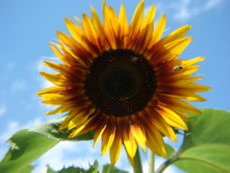 print a poster - Sunflower - michigan_151.jpg