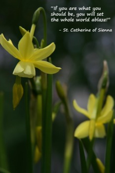 poster brain - Yellow Flower - daffodil042509quote.jpg