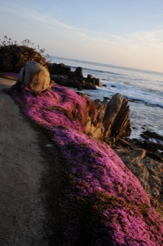 mss - Pink Seaside Cliffs - DSC0542JPG.jpg
