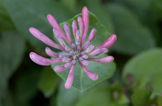 mss - Purple Flower - 51204Flowers006.jpg
