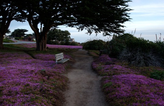 mss - Garden With Purple Flowers - 5105PacificGroveGordonandVic10.jpg