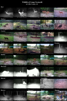 print a poster - Collage Nature Photos - camp_poster3_3.tif