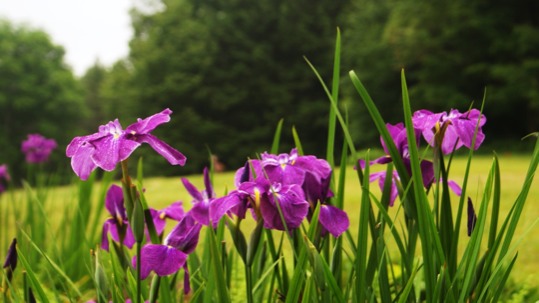 posterbrain - Purple Flowers Grass Trees Field - DSC03732JPG.jpg
