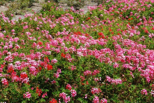 print poster - Red & Pink Flowers - PinkFlowers.jpg