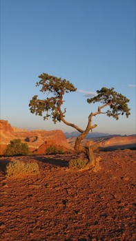 enlarged photos -  - CapitolReefJPG.jpg