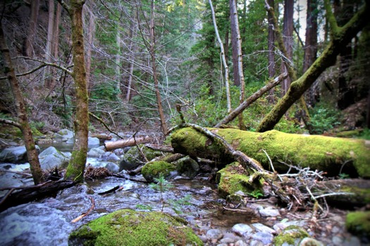 posterbrain - Trees Stream - Green_Log_Creek_MB.jpg