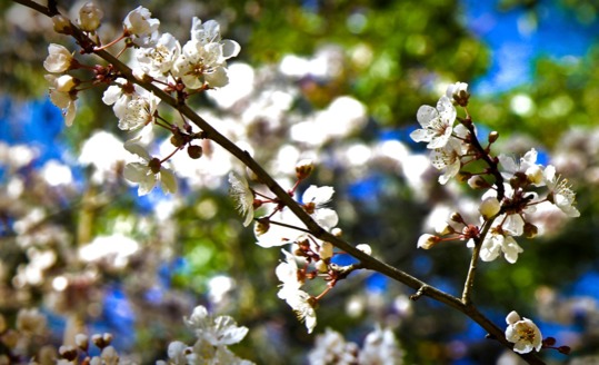 posterbrain - White Tree Blossoms - Flowers.jpg