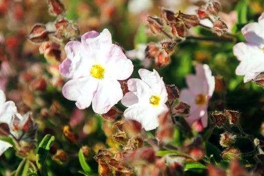 posterbrain - Flowering Plant - Flower_Bistro_City.jpg