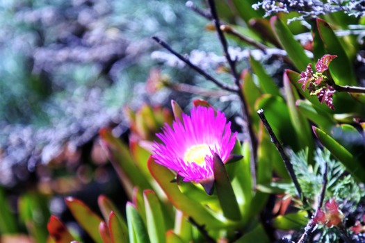 posterbrain - Pink Flower - Pink_Flowe_MB.jpg