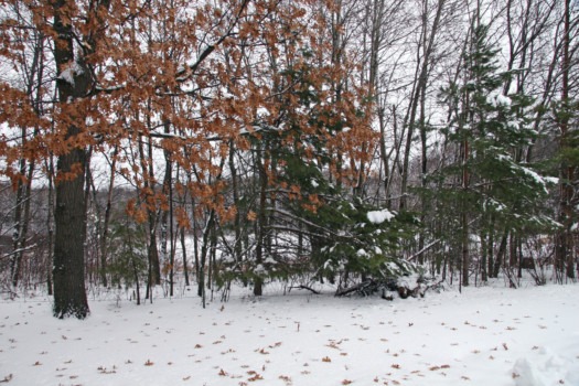 print - Trees - IMG_1971_R.jpg