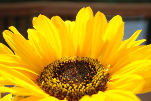 poster - Sunflower - DSC_0005.jpg