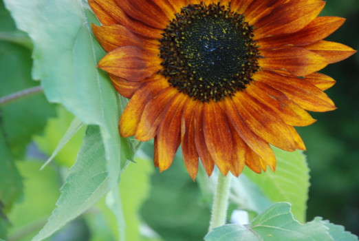 poster - Sunflower - Pics_9_1_2010_054.jpg