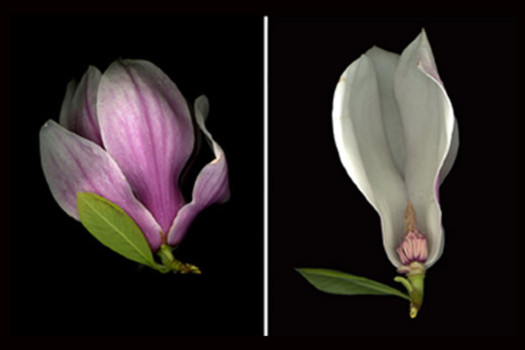 print a poster - Flowers - magnolia_2_24x36_1.jpg