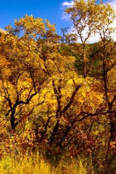 print a poster -  - Aspen2009107JPG.jpg