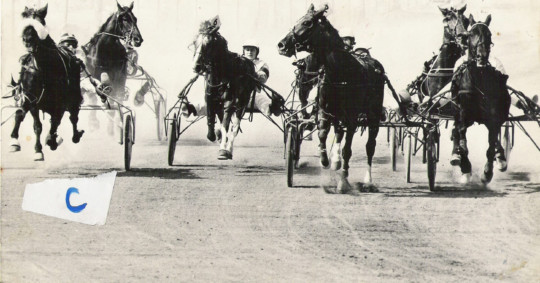 print a poster - Horse - black_and_white.jpg