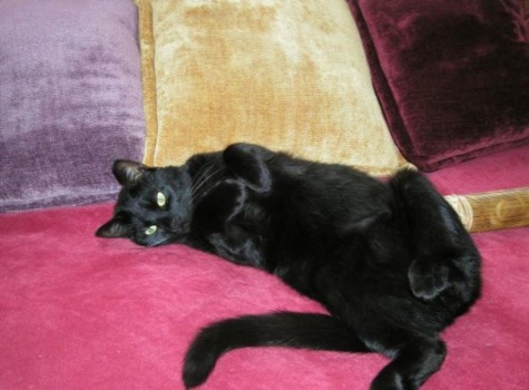 poster - Black Cat Throw Pillows - FilyaAprbcr.jpg