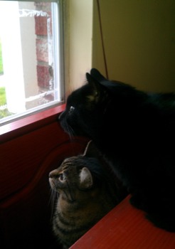 poster - Cats Window Ledge - Mycuriouscatscr.jpg