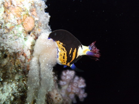 poster - Aquarium - PICT1482.jpg