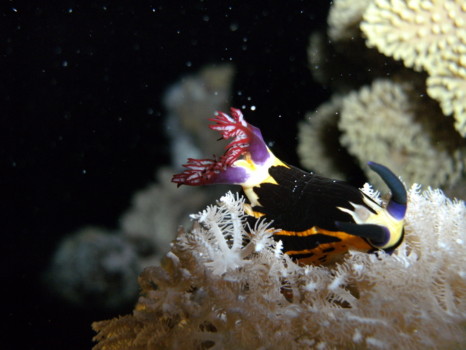 poster - Underwater - PICT1496.jpg