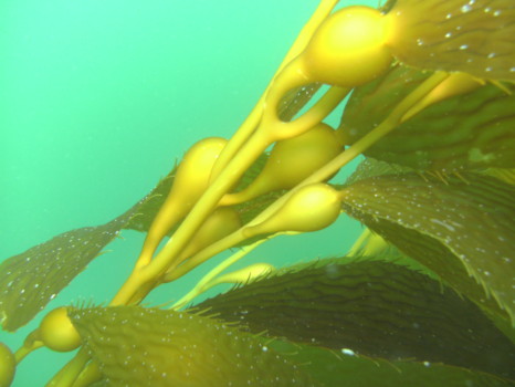 poster - Seaweed - PICT2716.jpg