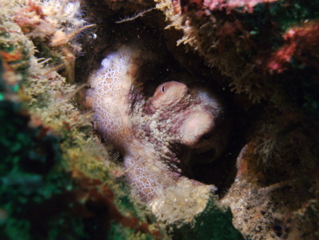 poster - Moss - crop_octo_1.jpg