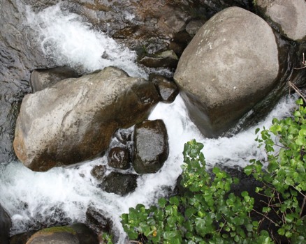 print - Green Plants Rocks And a Stream - 20110614at181138.tiff