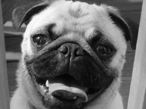 print a poster - Black And White Dog Photo - March2006bw.jpg