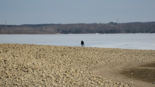 poster printing - Beach And Dog - IMG_0337_2.jpg