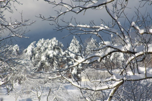 print a poster - Landscape Snow Trees - Picture_199.jpg
