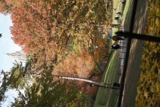 print a poster - Trees - DSC06805.jpg