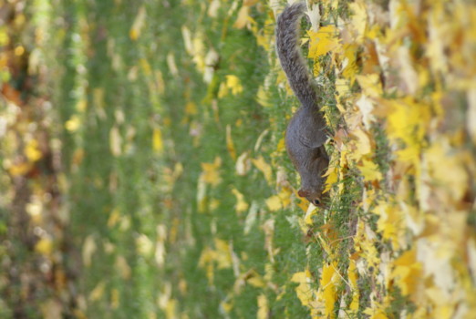 print a poster - Squirrel - DSC06811.jpg