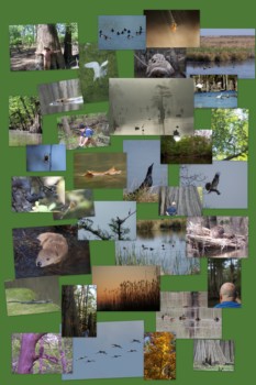 print a poster - Nature Pictures - chuckcollage.jpg