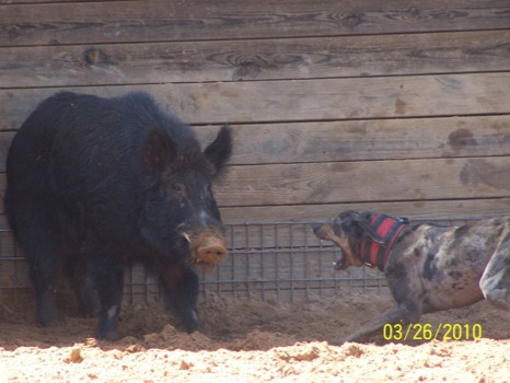 poster - Pig - 1003996JPG.jpg