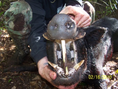 poster - Wild Pig - 1003799JPG.jpg