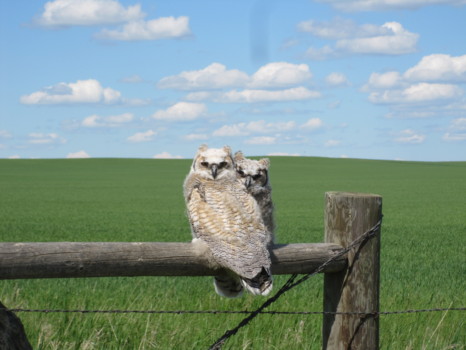 print a poster - Owl - owls.jpg