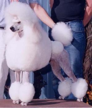 posters - Dog - gem_blow_up.jpg