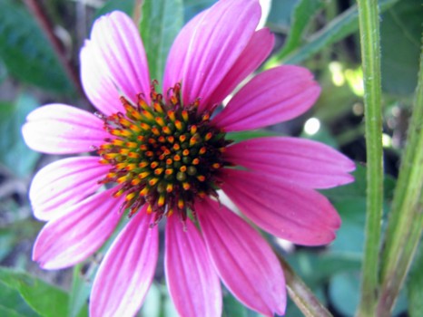 print a poster - Pink Flower - 07_31_2010_195.jpg