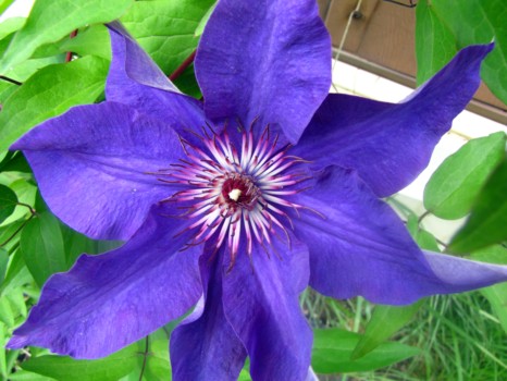 print a poster - Purple Flower - Clematis_The_President.jpg
