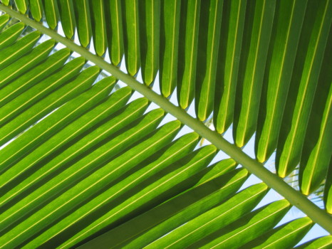 posterbrain - Tree Palm Leaves - IMG_0292.jpg
