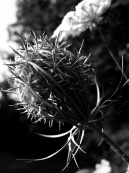 posterbrain - Thorns - P7250103black.jpg