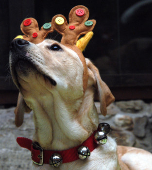 print a poster - Dog Wearing Toy Antlers - DSC_0185_scotia.jpg